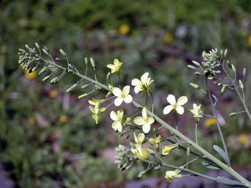 koolbloem