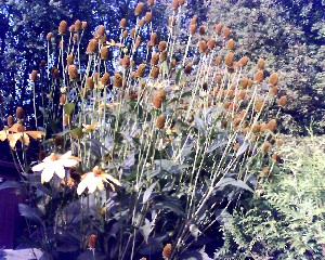 bloemen