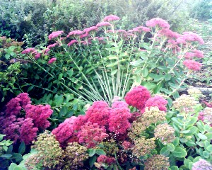 uit elkaar gewaaide sedum