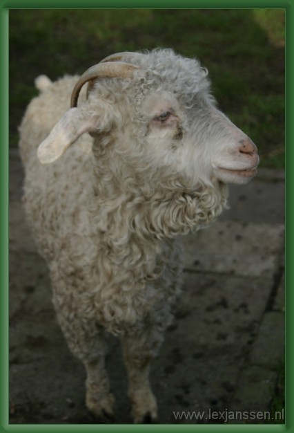 Volgende afbeelding