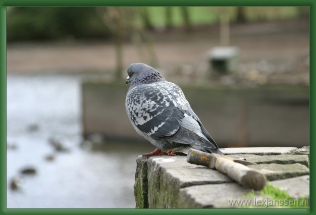 Volgende afbeelding