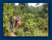 Theeplantage