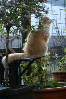 Nemue mei 2004