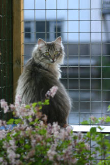 Pinj&auml; mei 2004