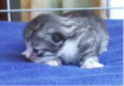 Jukka 13-06-2003