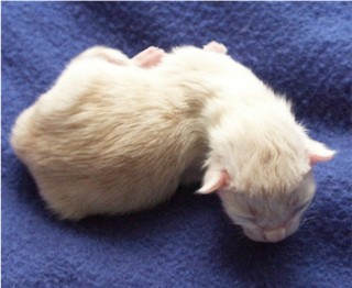 Kater creme zilver gest. met wit