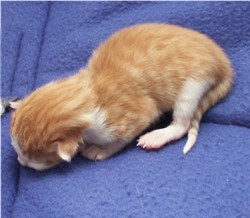 kater rood met wit