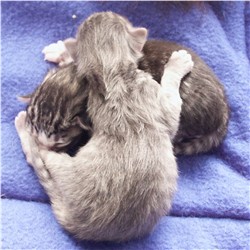 poes blauw gestreept / kater zwart zilver gestr. met wit