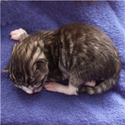 poes zwart gemarmerd met wit
