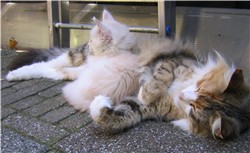 Meeko (Topi) bij zijn moeder