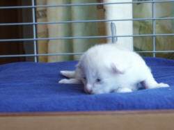Topi 13-06-2003
