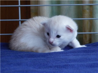 Topi 19-06-2003