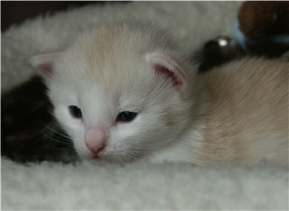 Topi 20-06-2003