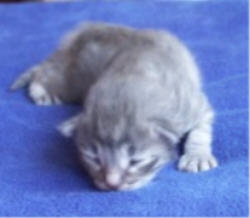 Pinja 13-06-2003
