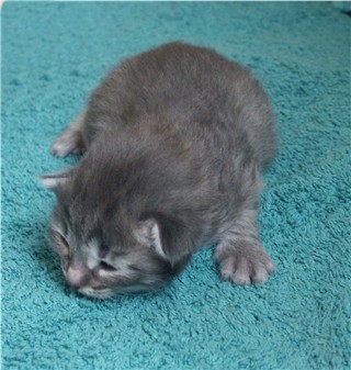 Pinja 16-06-2003