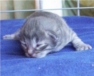 Pinja 16-06-2003