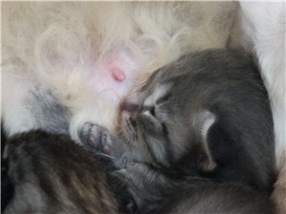 Pinja 19-06-2003