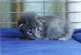 Pinja 20-06-2003