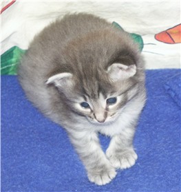 Pinja