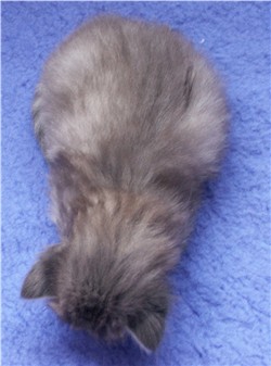 Pinja