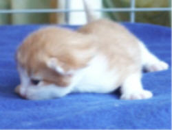 Tapio 13-06-2003