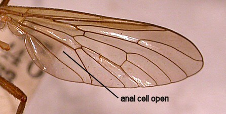anal cell open