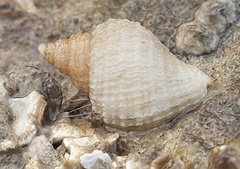 Purperslak, Oosterschelde (M. van Veen)