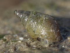 Wadslakje, Westerschelde (M. van Veen)