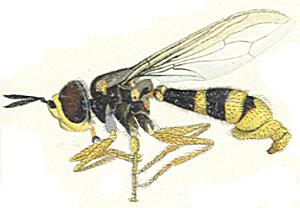 Leopoldius coronatus, female (From Fliegen der Palaearktischen Region)