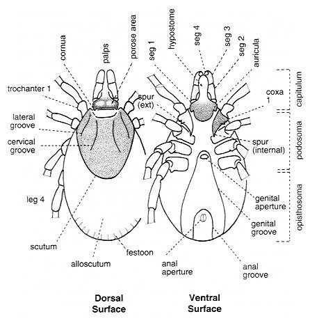 Дермацентор клещ рисунок - 95 фото
