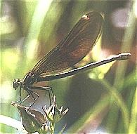 Calopteryx virgo, vrouw (A. vd Heijden)