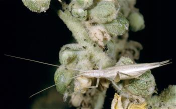 Oecanthus pellucens, zuid-spanje; W. Klein
