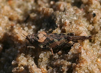 Tetrix ceperoi, Zanddoorntje. M.P. van Veen.