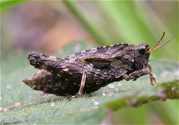 Tetrix undulata (Denekamp, 2004, M. van Veen)