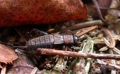 Boskrekel, vrouwtje. M.P. van Veen.