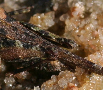 Tetrix ceperoi, achterknie. M.P. van Veen.