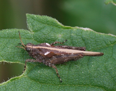 Tetrix ceperoi, zanddoorntje. M.P. van Veen.