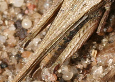 Tetrix subulata, achterknie. M.P. van Veen.