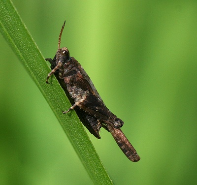 Zeggedoorntje, Tetrix subulata, vrouw. M.P. van Veen.