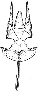 T. sericomyiaeforme, genitalia of male (Krivosheina, 2004)