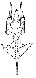 T. vespiforme, genitalia of male (Krivosheina, 2004)
