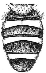Temnostoma sericomyiaeforme, male (Krivosheina, 2004)