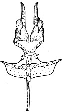 T. sibiricum, genitalia of male (Krivosheina, 2004)