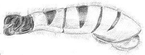 Temnostoma vespiforme, abdomen, male (Verlinden)
