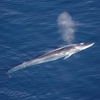 nl971b