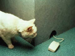 De allerbeste Kattenvriendjes Ring