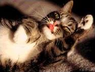 Minoese Poes