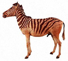 All - nieuws, feiten en spelletjes over zebra's