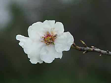 Bloesem Amandelboom