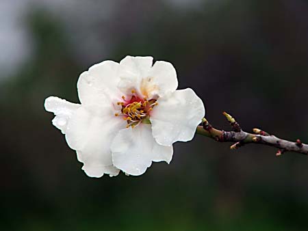 Bloesem Amandelboom